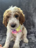 Diana 393 F1b, a female Goldendoodle and Poodle - Miniature  for sale in Lakeland, FL – 9 of 10