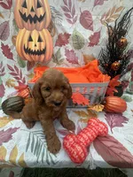 Nicole 379, a female Poodle - Miniature  and Miniature Goldendoodle for sale in Lakeland, FL – 3 of 9