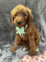 Dixie 399 F1b, a female Goldendoodle and Poodle - Miniature  for sale in Lakeland, FL – 3 of 10