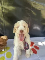 Sully, a male Labradoodle and Poodle - Standard  for sale in Lakeland, FL – 8 of 10