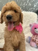 Tammi-328, a female Goldendoodle and Poodle - Standard  for sale in Lakeland, FL – 10 of 10