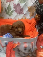 Nelson 374, a male Poodle - Miniature  and Miniature Goldendoodle for sale in Lakeland, FL – 6 of 10