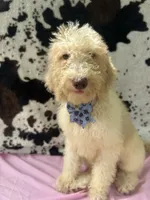 Sapphire - 334 , a female Labradoodle and Poodle - Standard  for sale in Lakeland, FL – 9 of 10