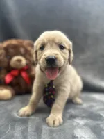 Sampson - 190, a male Golden Retriever for sale in Lakeland, FL – 2 of 10