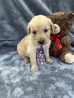 Baxter 570, a male Golden Retriever for sale in Lakeland, FL – 4 of 10
