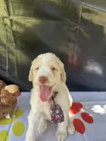 Sully, a male Labradoodle and Poodle - Standard  for sale in Lakeland, FL – 5 of 10