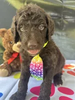 Scooby - 335, a male Labradoodle and Poodle - Standard  for sale in Lakeland, FL – 10 of 10