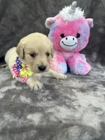 Bridgette 579, a female Golden Retriever for sale in Lakeland, FL – 10 of 10