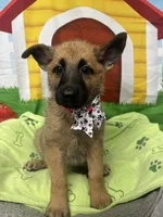 Kashi 380, a female Belgian Malinois and German Shepherd Dog for sale in Lakeland, FL – 8 of 10