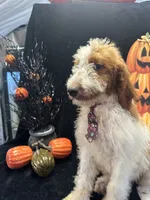 Dash 372 F1b, a male Goldendoodle and Poodle - Miniature  for sale in Lakeland, FL – 6 of 10