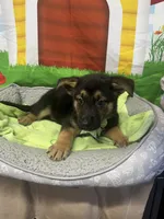 Kinsea 384, a female Belgian Malinois and German Shepherd Dog for sale in Lakeland, FL – 9 of 10