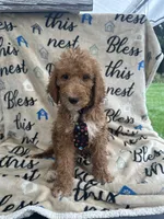 Rocky -322, a male Labradoodle and Poodle - Standard  for sale in Lakeland, FL – 1 of 10