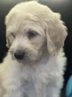 Wyatt, a male Labradoodle for sale in Lakeland, FL – Photo 2 of 10