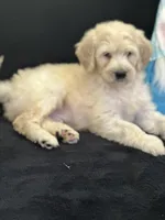 Wyatt, a male Labradoodle for sale in Lakeland, FL – Photo 5 of 10