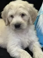 Wyatt, a male Labradoodle for sale in Lakeland, FL – Photo 9 of 10