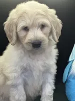 Wyatt, a male Labradoodle for sale in Lakeland, FL – Photo 10 of 10