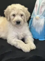 Wyatt, a male Labradoodle for sale in Lakeland, FL – Photo 3 of 10