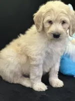 Wyatt, a male Labradoodle for sale in Lakeland, FL – Photo 7 of 10
