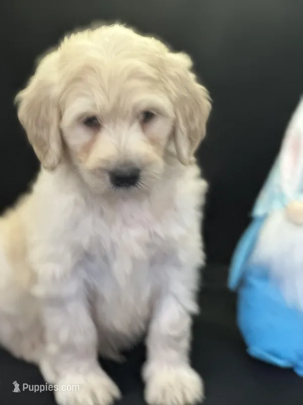 Wyatt, a male Labradoodle for sale in Lakeland, FL – Photo 1 of 10