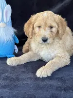 Danny boy, a male Goldendoodle for sale in Lakeland, FL – Photo 10 of 10