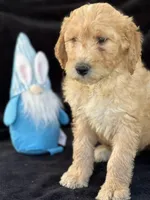 Danny boy, a male Goldendoodle for sale in Lakeland, FL – Photo 2 of 10