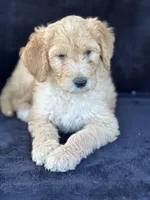 Danny boy, a male Goldendoodle for sale in Lakeland, FL – Photo 1 of 10