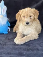 Danny boy, a male Goldendoodle for sale in Lakeland, FL – Photo 5 of 10