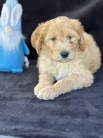 Danny boy, a male Goldendoodle for sale in Lakeland, FL – Photo 6 of 10