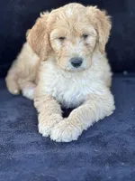 Danny boy, a male Goldendoodle for sale in Lakeland, FL – Photo 7 of 10