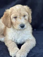 Danny boy, a male Goldendoodle for sale in Lakeland, FL – Photo 4 of 10