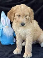 Danny boy, a male Goldendoodle for sale in Lakeland, FL – Photo 9 of 10