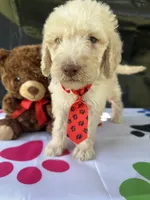 Seth - 332, a male Labradoodle and Poodle - Standard  for sale in Lakeland, FL – 10 of 10