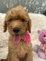 Tammi-328, a female Goldendoodle and Poodle - Standard  for sale in Lakeland, FL – 4 of 10