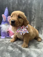 Betty Lou - 199, a female Golden Retriever for sale in Lakeland, FL – 3 of 10