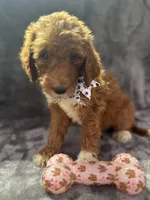 Dolly 397  F1b, a female Goldendoodle and Poodle - Miniature  for sale in Lakeland, FL – 4 of 10