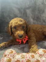 Daisy 394. F1b, a female Goldendoodle and Poodle - Miniature  for sale in Lakeland, FL – 2 of 10