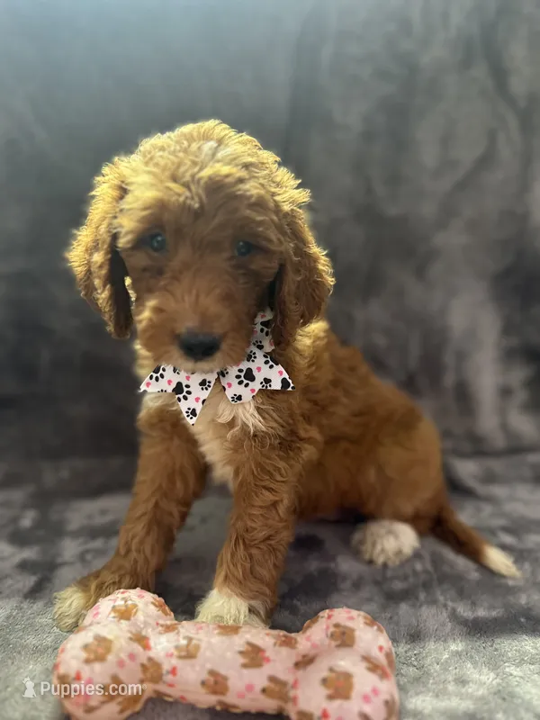 Dolly 397  F1b – Goldendoodle, Poodle - Miniature  puppy for sale in Lakeland, FL