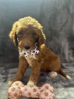 Dolly 397  F1b, a female Goldendoodle and Poodle - Miniature  for sale in Lakeland, FL – 1 of 10
