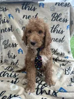 Rocky -322, a male Labradoodle and Poodle - Standard  for sale in Lakeland, FL – 2 of 10