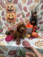 Nova 378, a female Poodle - Miniature  and Miniature Goldendoodle for sale in Lakeland, FL – 7 of 10