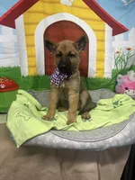 Keaira 381, a female Belgian Malinois and German Shepherd Dog for sale in Lakeland, FL – 7 of 10