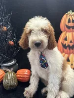 Diesel 390 F1b , a male Goldendoodle and Poodle - Miniature  for sale in Lakeland, FL – 9 of 10