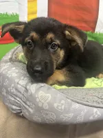 Kinsea 384, a female Belgian Malinois and German Shepherd Dog for sale in Lakeland, FL – 10 of 10