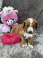 Blossom 371, a female Aussiedoodle and Poodle - Miniature  for sale in Lakeland, FL – 8 of 10