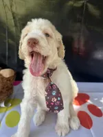 Sully, a male Labradoodle and Poodle - Standard  for sale in Lakeland, FL – 4 of 10