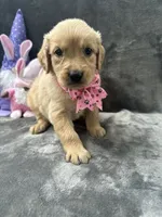 Suzzie -198, a female Golden Retriever for sale in Lakeland, FL – 9 of 10