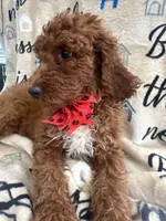 Rae-Rae -128, a female Labradoodle and Poodle - Standard  for sale in Lakeland, FL – 5 of 10