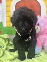 Midnight 386, a female Bernedoodle and Miniature Bernedoodle for sale in Lakeland, FL – 3 of 10