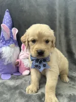 Sophie - 197, a female Golden Retriever for sale in Lakeland, FL – 2 of 10
