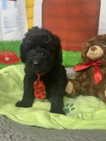 Maxwell 385, a male Bernedoodle and Miniature Bernedoodle for sale in Lakeland, FL – 9 of 10